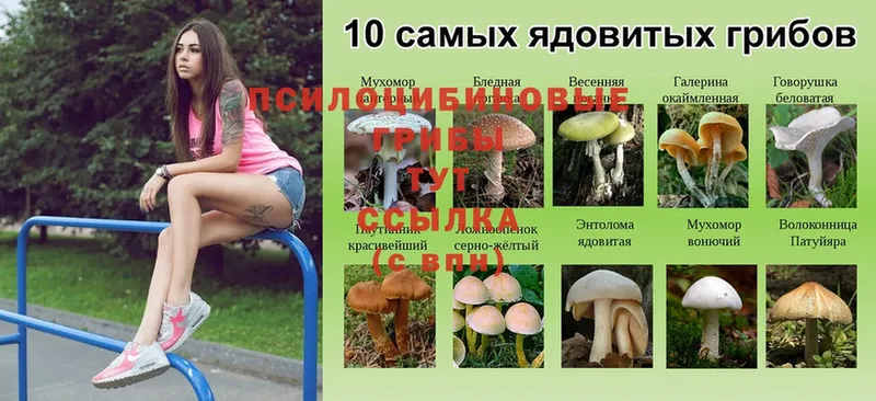 Галлюциногенные грибы Psilocybine cubensis Макушино